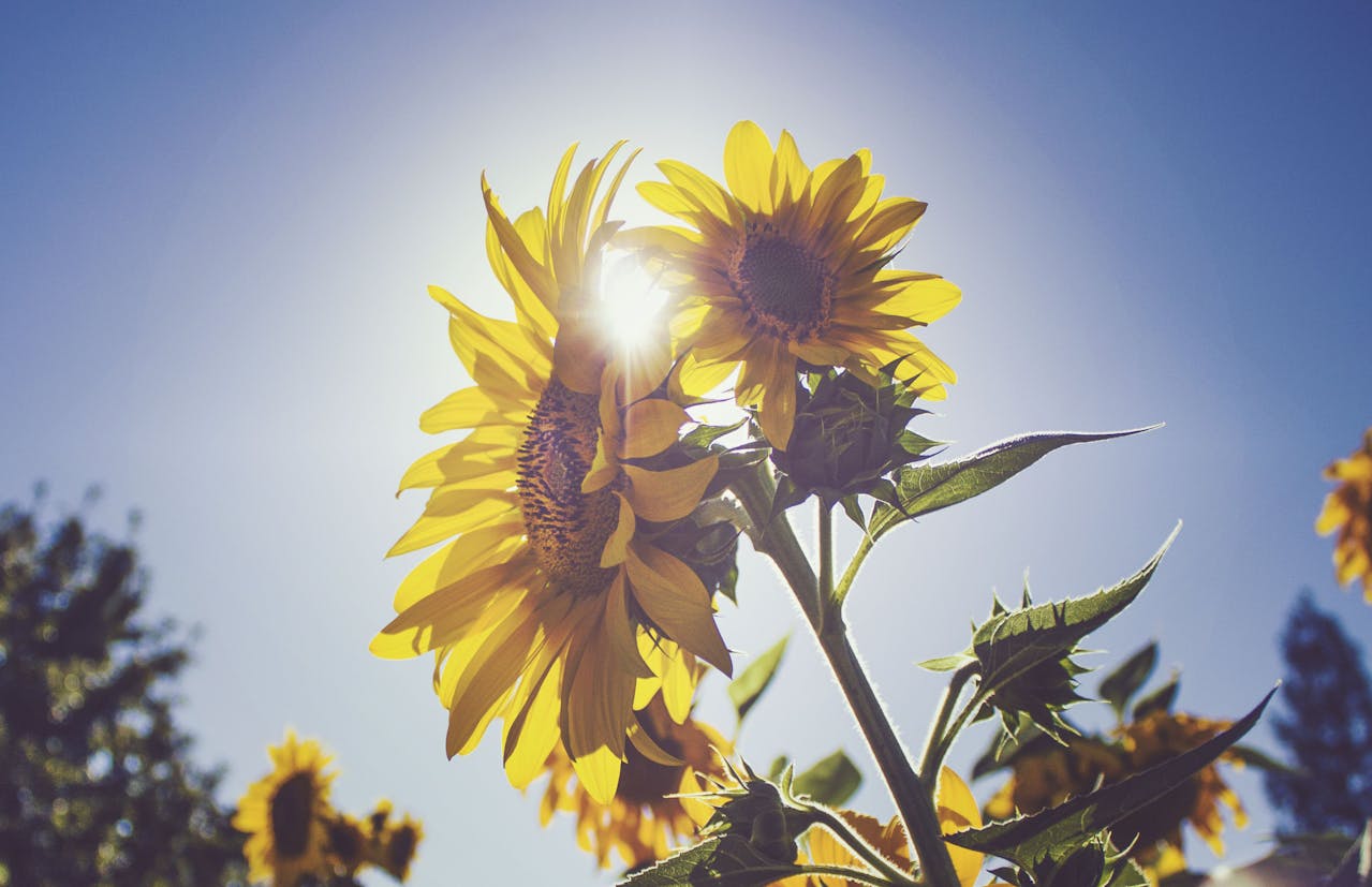 Tournesols baignés de lumière du soleil, symbole d’unité intérieure, de clarté et d’ouverture à la vérité.