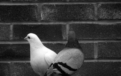 Dualité et polarités : l’ombre et la lumière, un dialogue intérieur